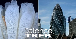 Science Trek:Biomimicry: Nature and Architecture