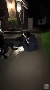 The Little Hero That Saved You — Cane Corso vs Trespasser #shorts #dog #animals #rescue