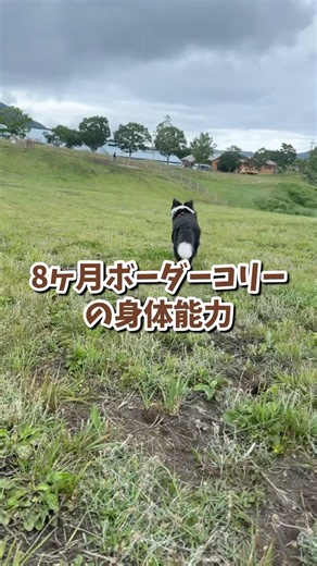 草原を秒で往復するボーダーコリーがすごすぎる💨