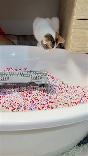 Exploring Erbil, Slemani, Duhok, Halabja, Koya, and Ranya