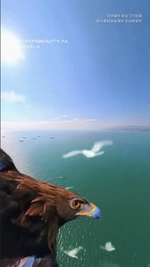 Get Your Wings! Drone Sold - Fly High with New Rules Drone Revolution