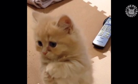 15 Funny Kitten Videos Compilation