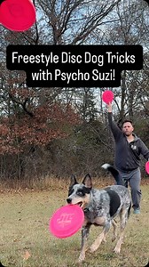 10K views · 4.1K reactions | Psycho Suzi out here having a blast practicing freestyle disc dog tricks! 累朗 Proudly Team @herodiscusa  #discdog #frisbeedog #dogtricks #dogsports #dogsofinstagram #instadog #rescuedog #rescueddogsofinstagram #cattledog #blueheeler #australiancattledog #domorewithyourdog #dogsofinstagram #instadog #dogsofmsp #dogtraining #dogtrainer #mansbestfriend #dailydog #doglife #doglover | Fairly Odd Dogs | Facebook