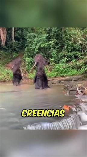 This appeared in the Indonesian jungle #funfacts #curiosities #disturbingfacts