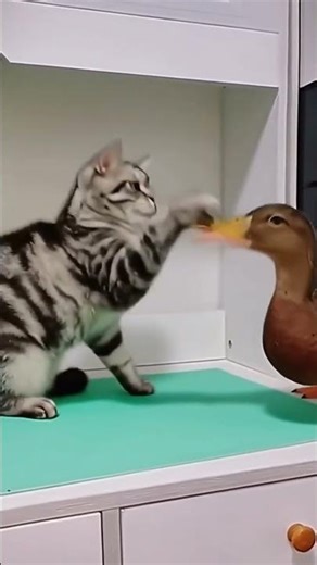 Fowl Play! Cat vs. Duck: A Furious Desktop Showdown! 🦆🥊