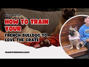 How To Train Your French Bulldog to Love The Crate