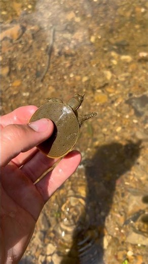 Baby soft shell turtle