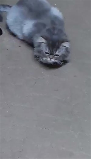 #veterinarymedicine #felineasthma #aironyl #internalmedicine #veteducation #vetlife | Shimaa Samir