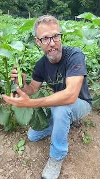 Okra Benefits and the Best Variety.