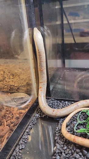 Discover the Fascinating Giant Legless Lizard!