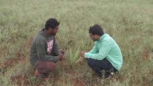 229K views · 5.2K reactions | : Bad experience Aloe Vera farming...