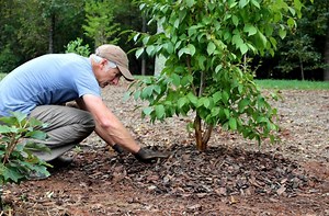 How to Plant Trees & Shrubs | 5 Easy Steps | joe gardener®