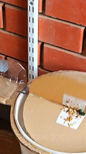 How to catch a rat: DIY bucket trap! | Wood Mood
