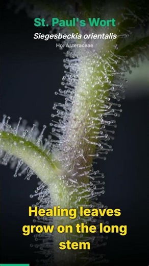 St. Paul's Wort should be your next top choice for natural healing: Discover its amazing benefits