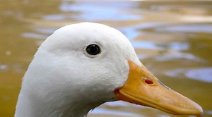 Ducks compete in the wildest pea-eating contest ever