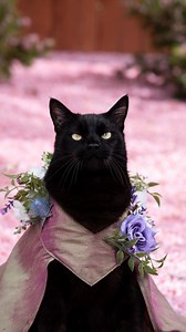 Pink snow season in the pacific northwest 🌸#cherryblossoms | Rover The Cat