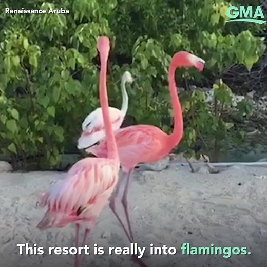 252K views · 2.5K reactions | This resort is really into flamingos and now we're really into this resort! https://gma.abc/2MQ2KO8 | Good Morning America | Facebook