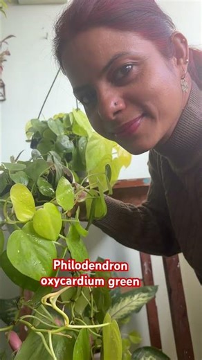 Philodendron oxycardium green #houseplants #greenplant #philodendron #plantaddict