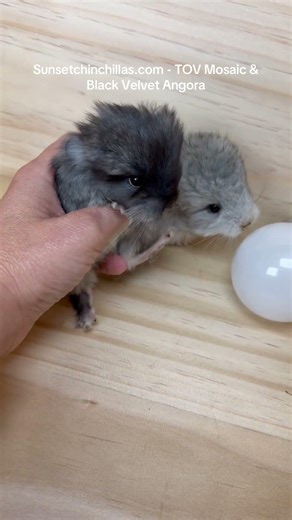 Update on these little possible angora baby chinchillas
