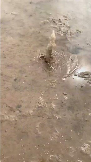 How to catch mantis shrimp #fishing #fish #mantisshrimp