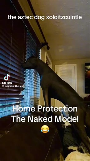 Xoloitzcuintli: The Aztec Mythology Dog