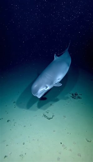 Rafael Nunes | Pygmy Sperm Whale Pass🤿🐋 A fixed front‑right ROV camera drifts forward with faint vibration, hull strip on the far left. Neutral‑white... | Instagram