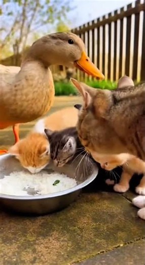 When a Duck Shared Its Food with Kittens