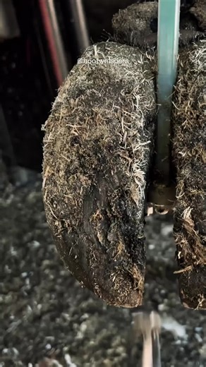 Horse Hoof Care: Metal Removal and Trimming Techniques