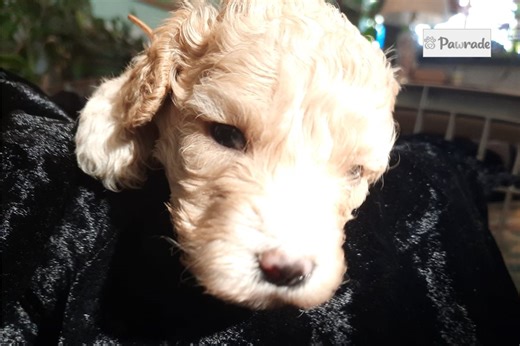 Jiminy - Cockapoo Puppy BFCC54