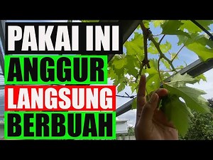 PAKAI INI TANAM ANGGUR CEPAT BERBUAH