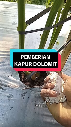 diwedak i bollooo ben iso glowing #petanimilenial #petaniindonesia🇮🇩🇮🇩🇮🇩🌿🌿 #petanimuda