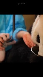 Female panda 🐼 #animal #panda | Animals Duniya