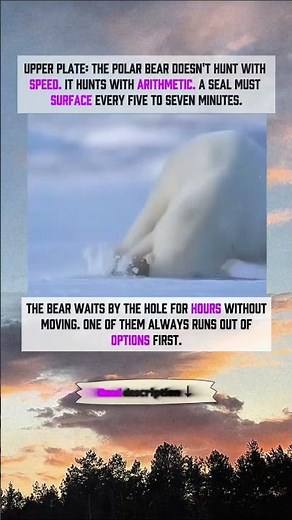 polar bear's ARITHMETIC #wildlife #polarbear