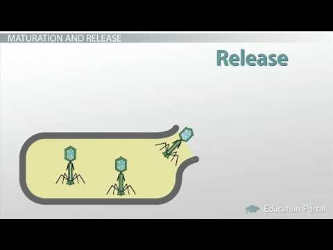 The Life Cycle of a Virus How Viruses Live, Attack Replicate Video Lesson Transcript Study