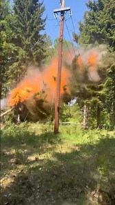 Safely Removing Trees from Electric Wires: Essential Tips and Techniques| Noughty people