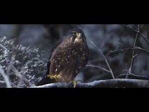 Waitrose Christmas Ad 2016 Christmas