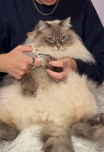 Training Techniques for Your Siberian Cat Nimbus