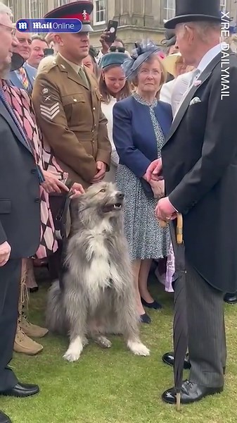 Rescue dog steals show at royal garden party and gets pet from King Charles