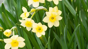 12 Types of Tazetta Daffodils