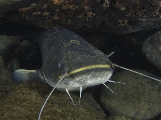 These enormous invasive fish almost exterminated local fish stocks. Now they’ve started snatching pigeons | Discover Wildlife