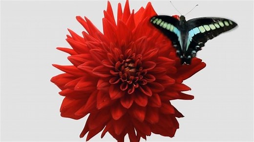 Why insect populations are plummeting—and why it matters