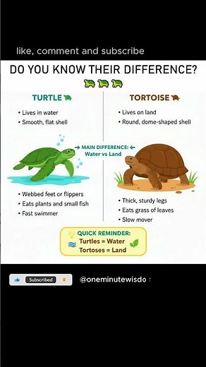 Turtle vs Tortoise 🐢 Most People Don’t Know the Difference! 😳 #didyouknow