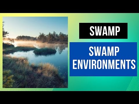 What is a swamp? How is a swamp formed? What are swamp environments?