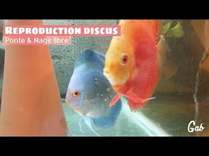 Reproduction discus, La ponte à Nage libre ! Gab