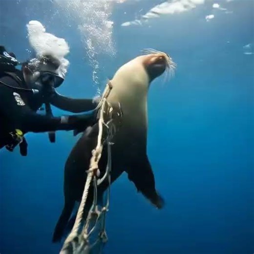 Hero Diver Saves Trapped Sea Lion! 🌊​#SeaLion #Rescue #OceanConservation #Hero #ScubaDiving