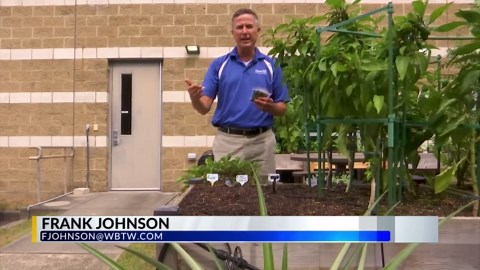 Planting lettuce and kale