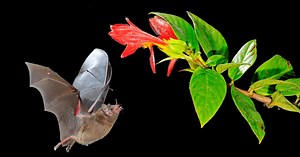 Bats rely on whiskers for super-fast feeding sessions