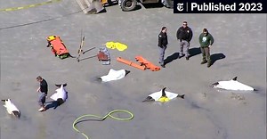 8 Dolphins Dead After Washing Ashore in New Jersey (Published 2023)