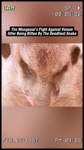 Mongoose Fights Venomous Black Mamba: A Survival Story