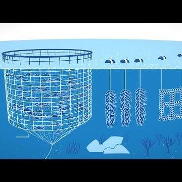 Self-Sustaining Ocean Farms